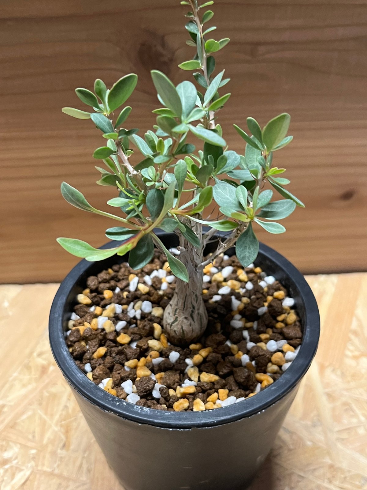 フォークイエリア コルムナリス 観峰玉 | GREEN LUCK