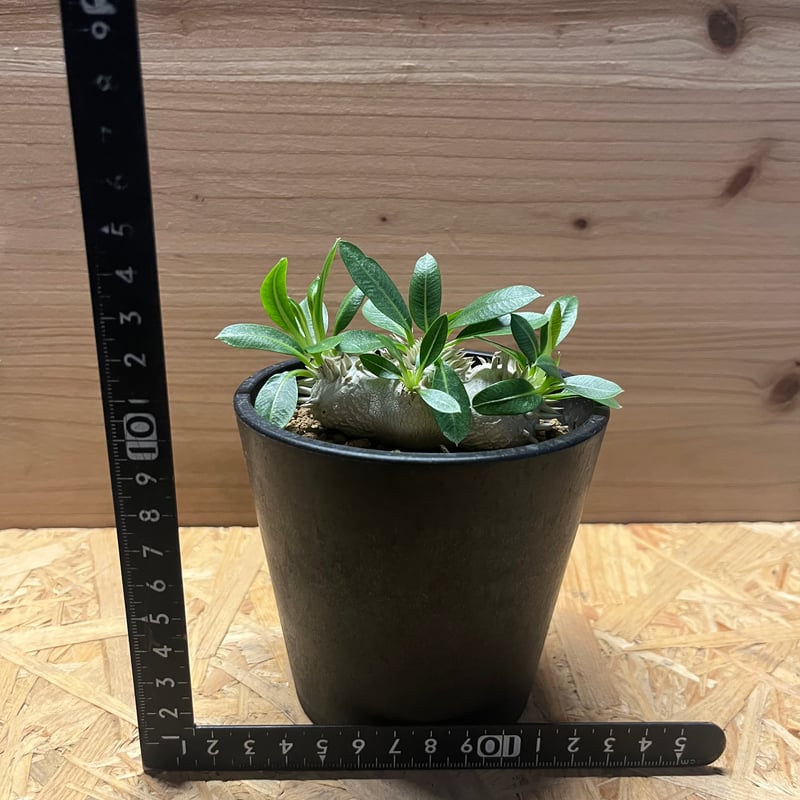 【週末Sale】パキポディウム 恵比寿笑い ⑥ パキポディウム 恵比寿笑い | GREEN LUCK