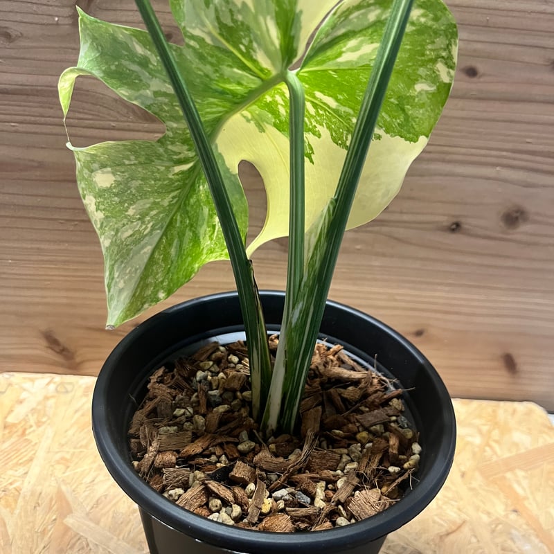 モンステラ デリシオーサ 'アイボリー' | GREEN LUCK