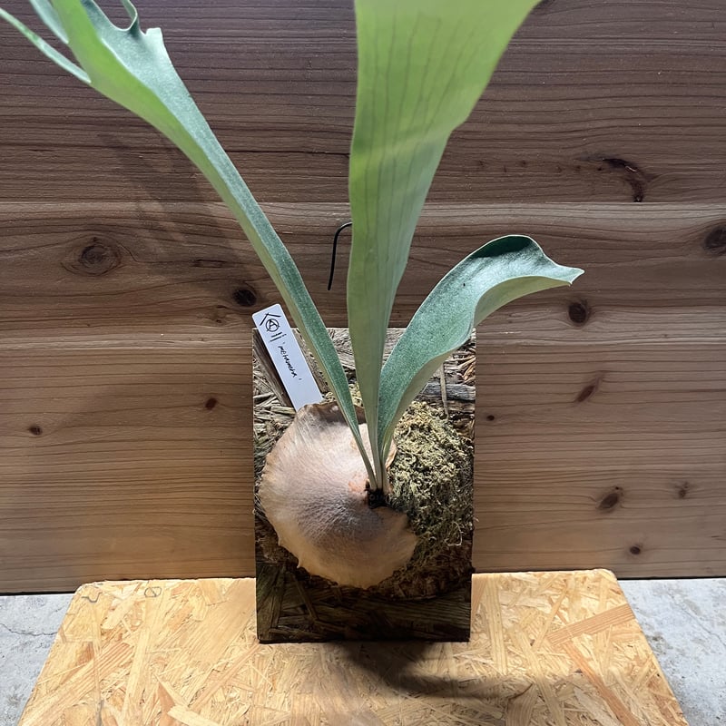 ビカクシダ メラメラ | GREEN LUCK