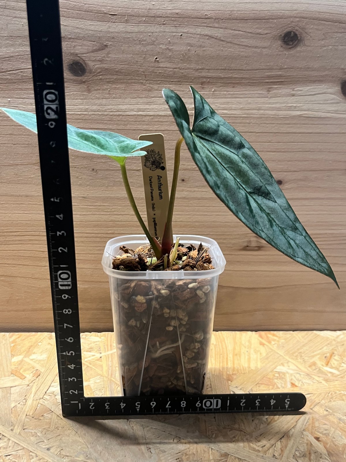 アンスリウム ダーケストパナマ×ソウルリーパー | GREEN LUCK