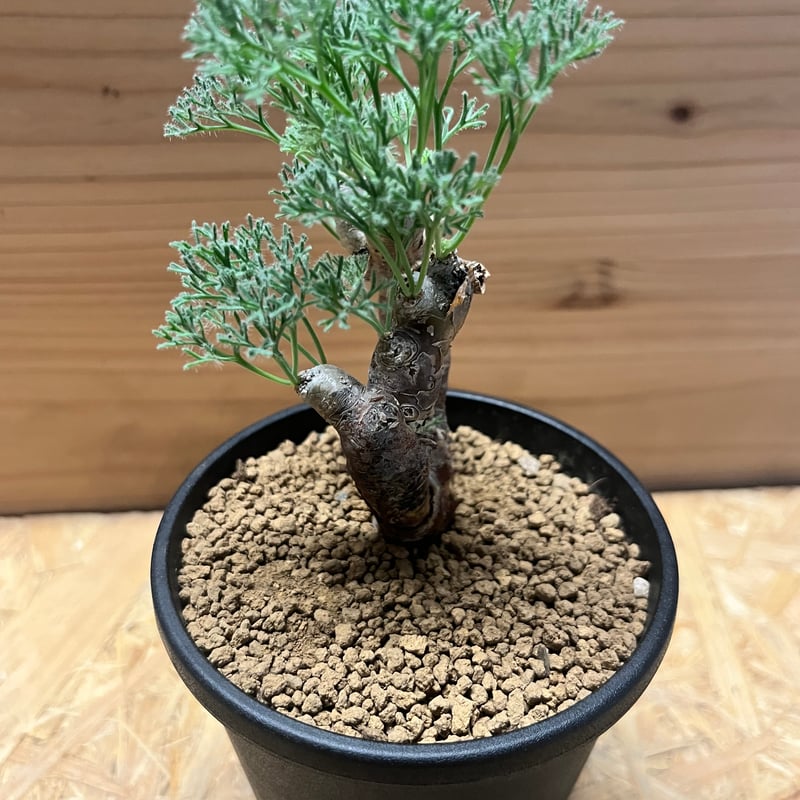 モンソニア ムルチフィダ | GREEN LUCK