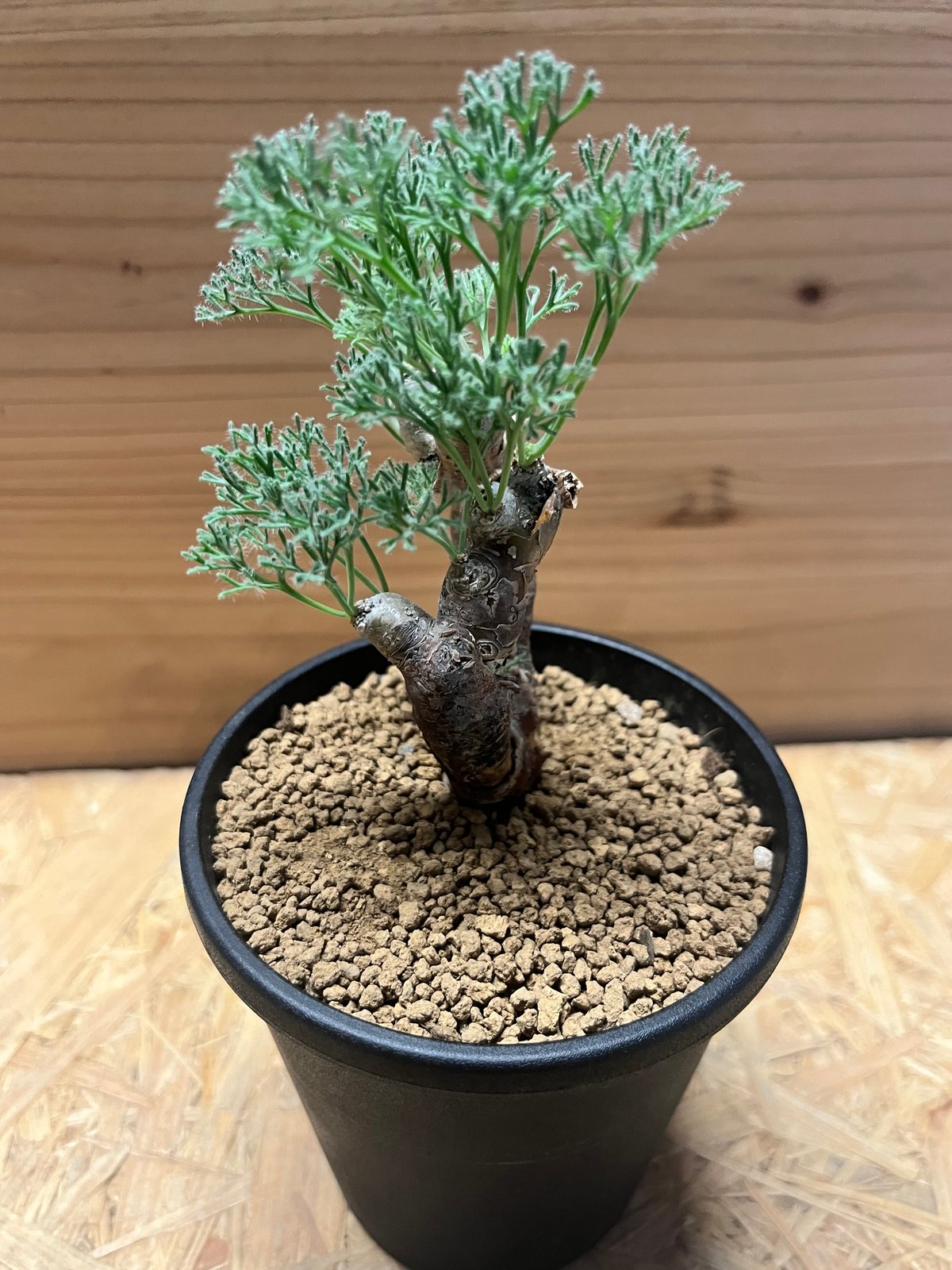 モンソニア ムルチフィダ | GREEN LUCK