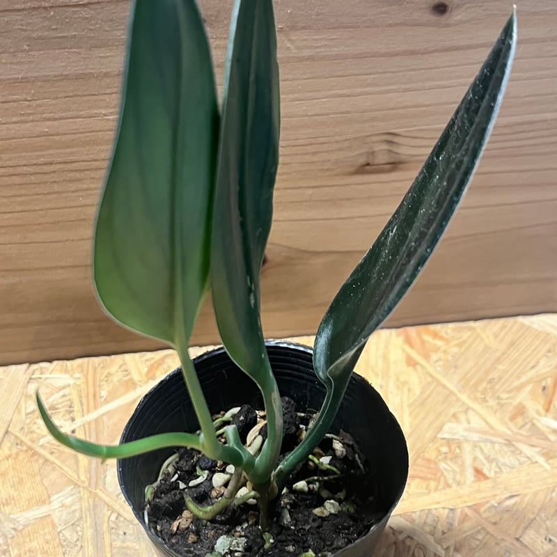 激レア　スキンダプサス　プラブ　Prabu MB PLANTS /熱帯植物のネット販売 | SOLDOUT 🙇‍♂️ Scindapsus Black