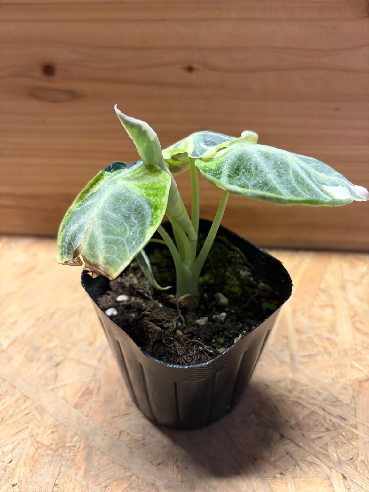 アロカシア 'ニンジャ 抹茶' | GREEN LUCK