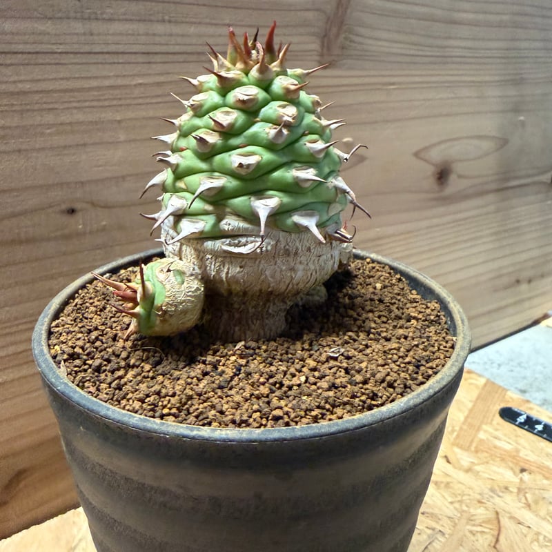 ユーフォルビア　サピニー　約3.5号鉢　実生株　No.001　鉢、送料込 ユーフォルビア サピニー | GREEN LUCK