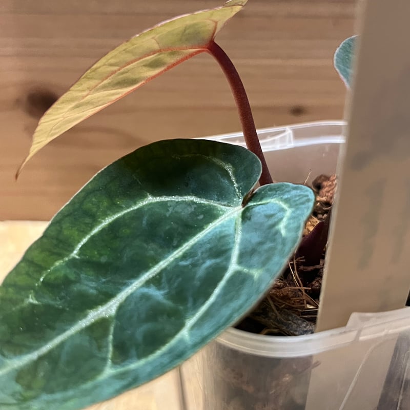 今*！様 アンスリウムHubro × “angel's dream＊レッドクリス アンスリウムHubro × “angel's dream＊レッドクリスタリナム”