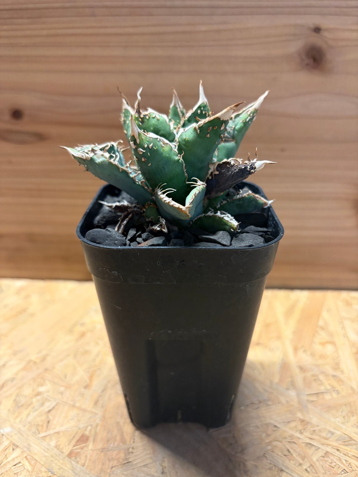 アガベ チタノタ '金蟾' | GREEN LUCK