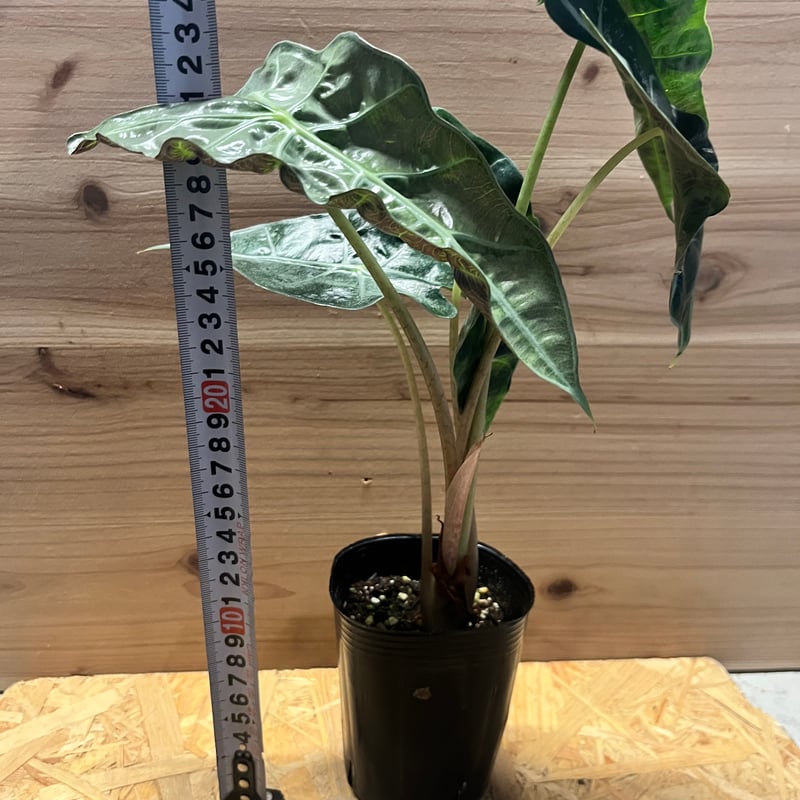 極斑入り アロカシア アマゾニカ ピンク Alocasia Amazonica Polly Pink varigated / アロカシア