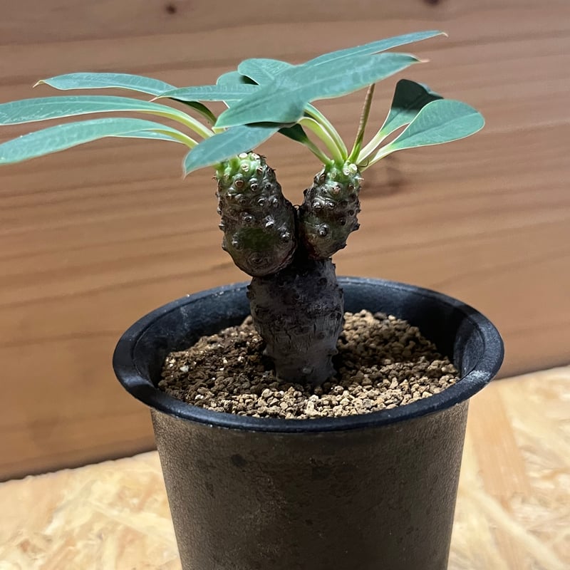 ユーフォルビア パキポディオイデス | GREEN LUCK