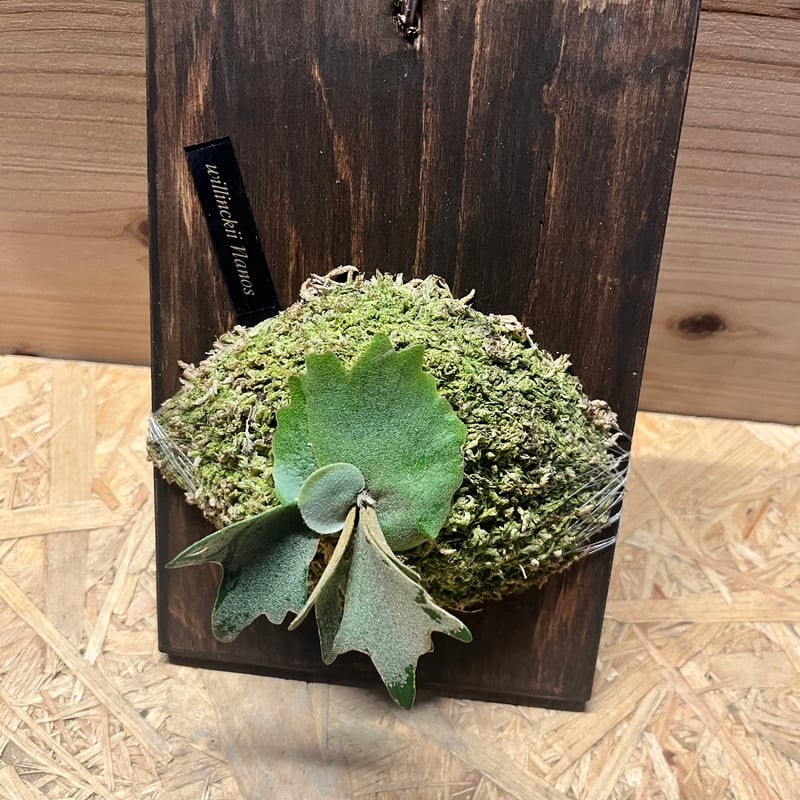 ビカクシダ ウィリンキー ナノ スポア | GREEN LUCK