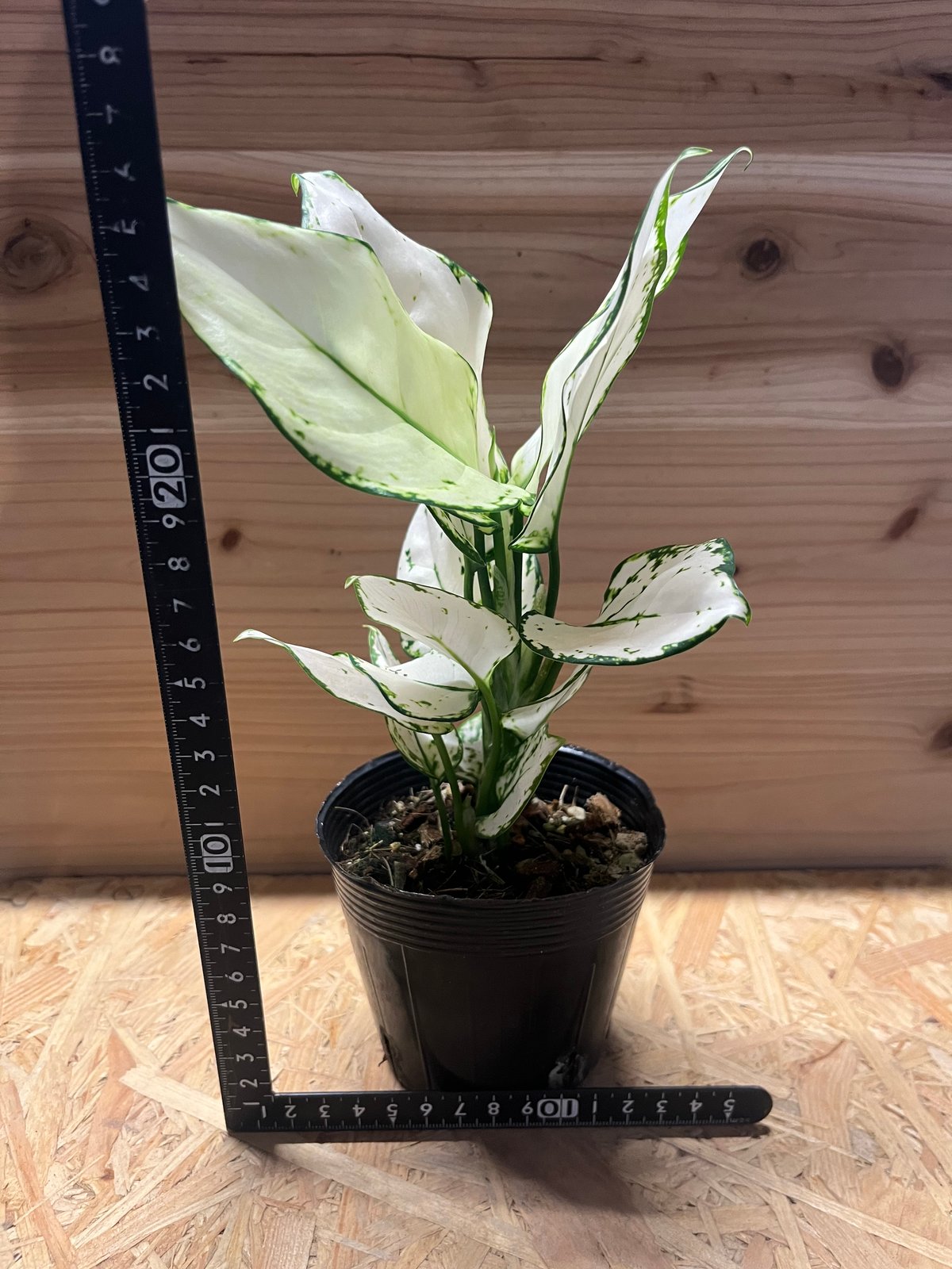 アグラオネマ ホワイトバレンタイン | GREEN LUCK