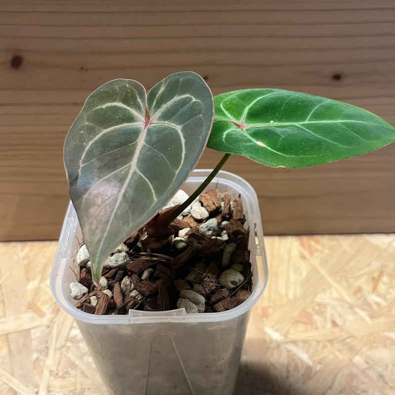 アンスリウム ホフマニー