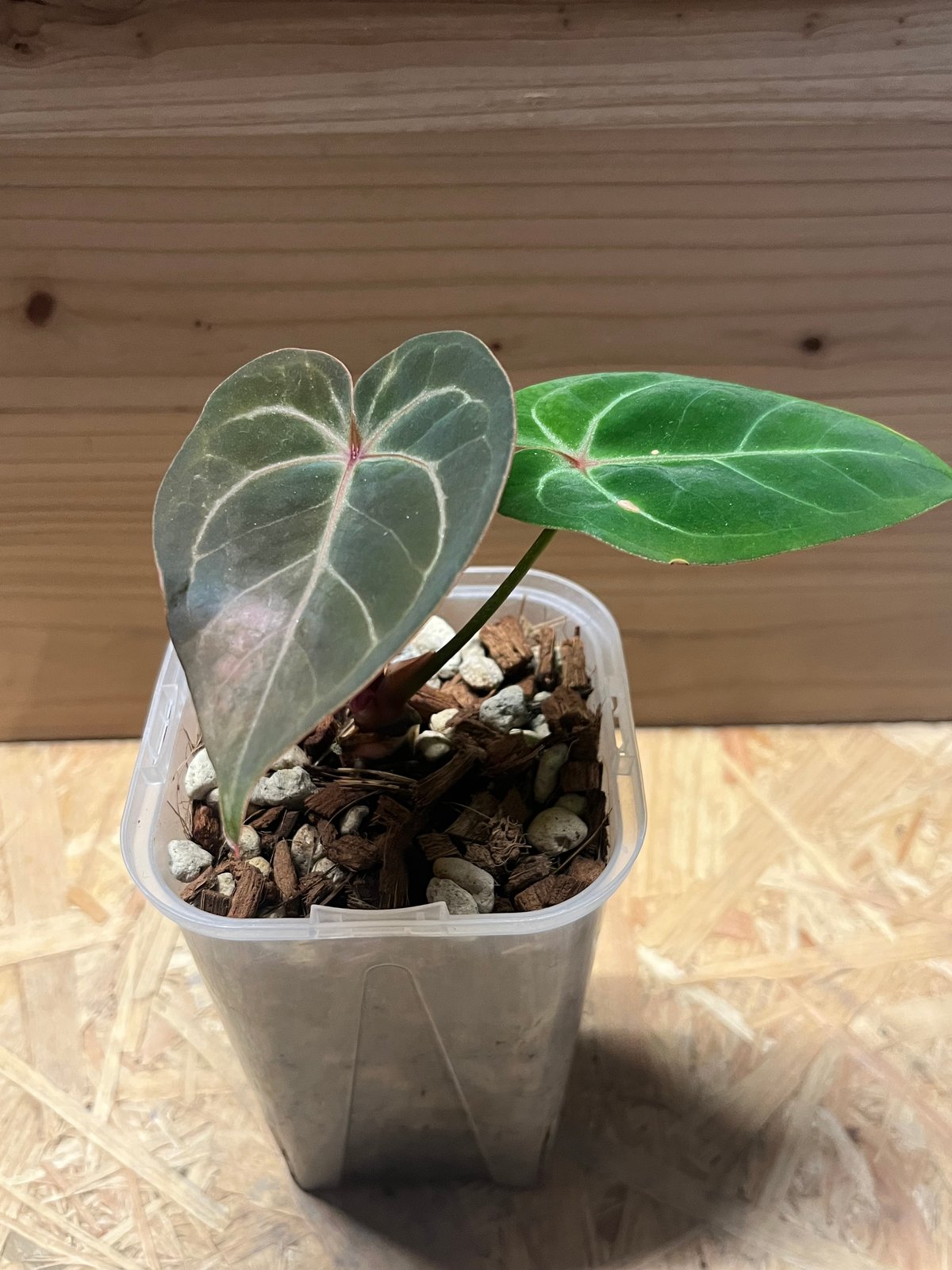 アンスリウム　レッドクリスタリナム×ホフマニー　レッド　サイナス　激レア アンスリウム レッドクリスタリナム×ホフマニー レッド サイナス