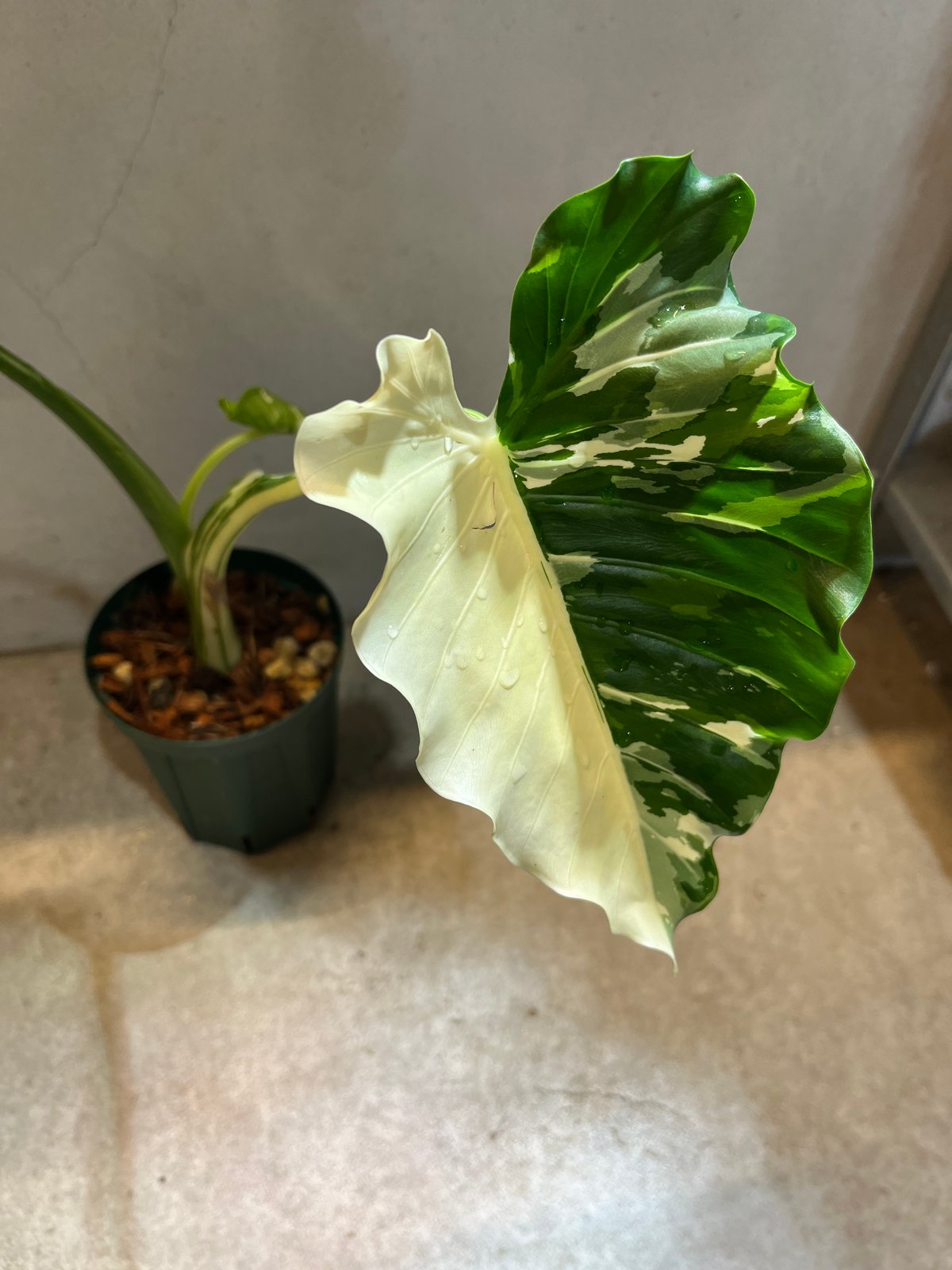 希少大株・アロカシア・オキナワシルバー/幹立ちタイプA７・無機質用土 希少大株・アロカシア・オキナワシルバー/幹立ちタイプA7