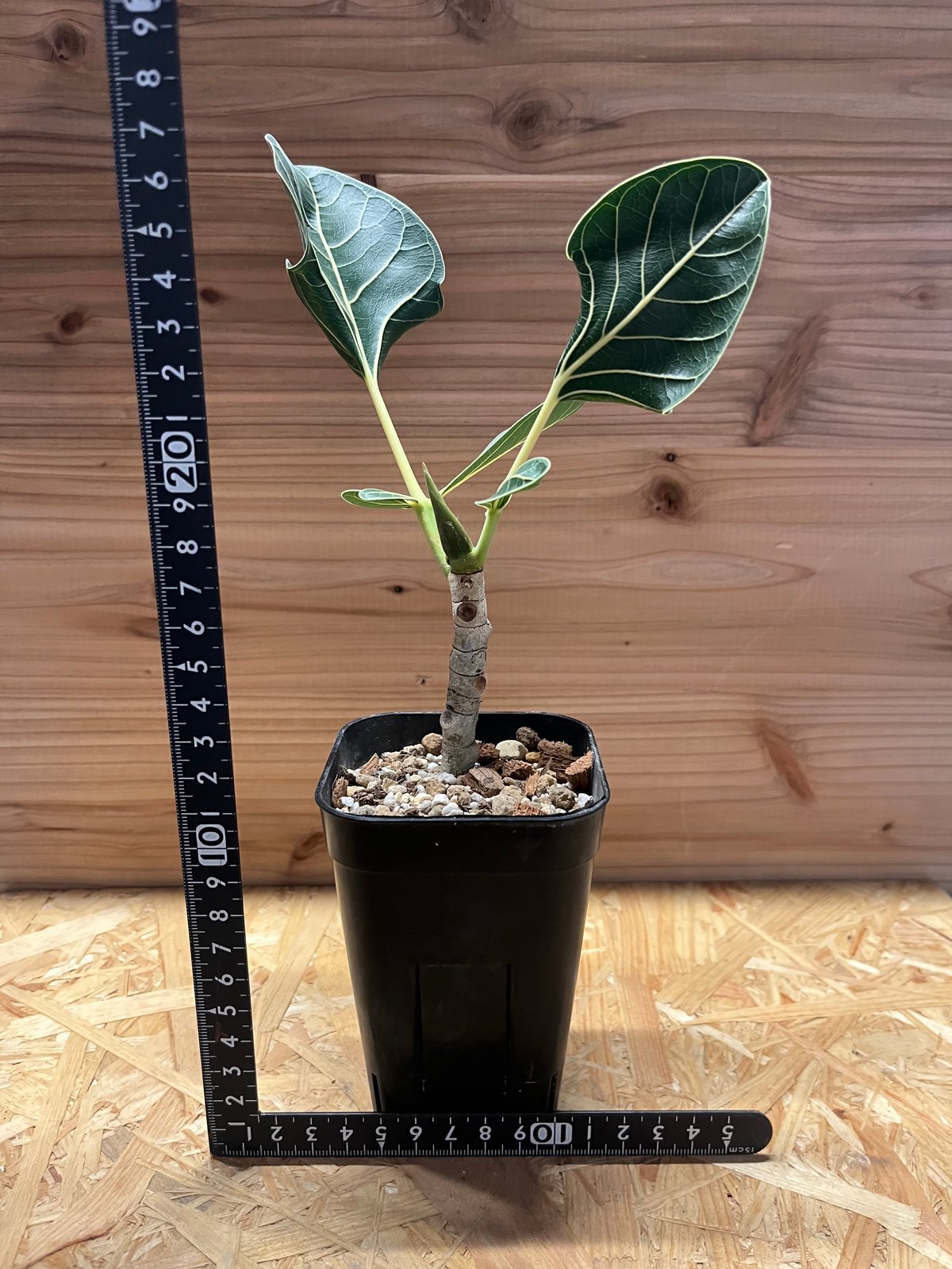 フィカス クリシュナボダイジュ | GREEN LUCK