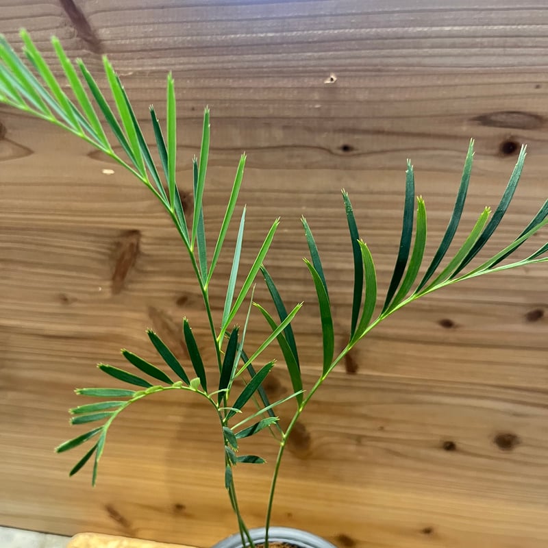 マクロザミア ムーレイ | GREEN LUCK