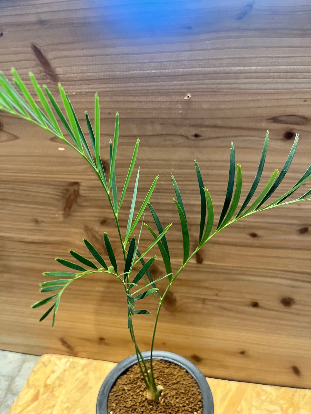 マクロザミア ムーレイ | GREEN LUCK