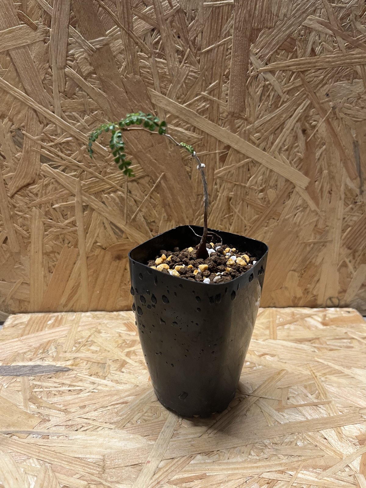 オペルクリカリア パキプス 実生 | GREEN LUCK