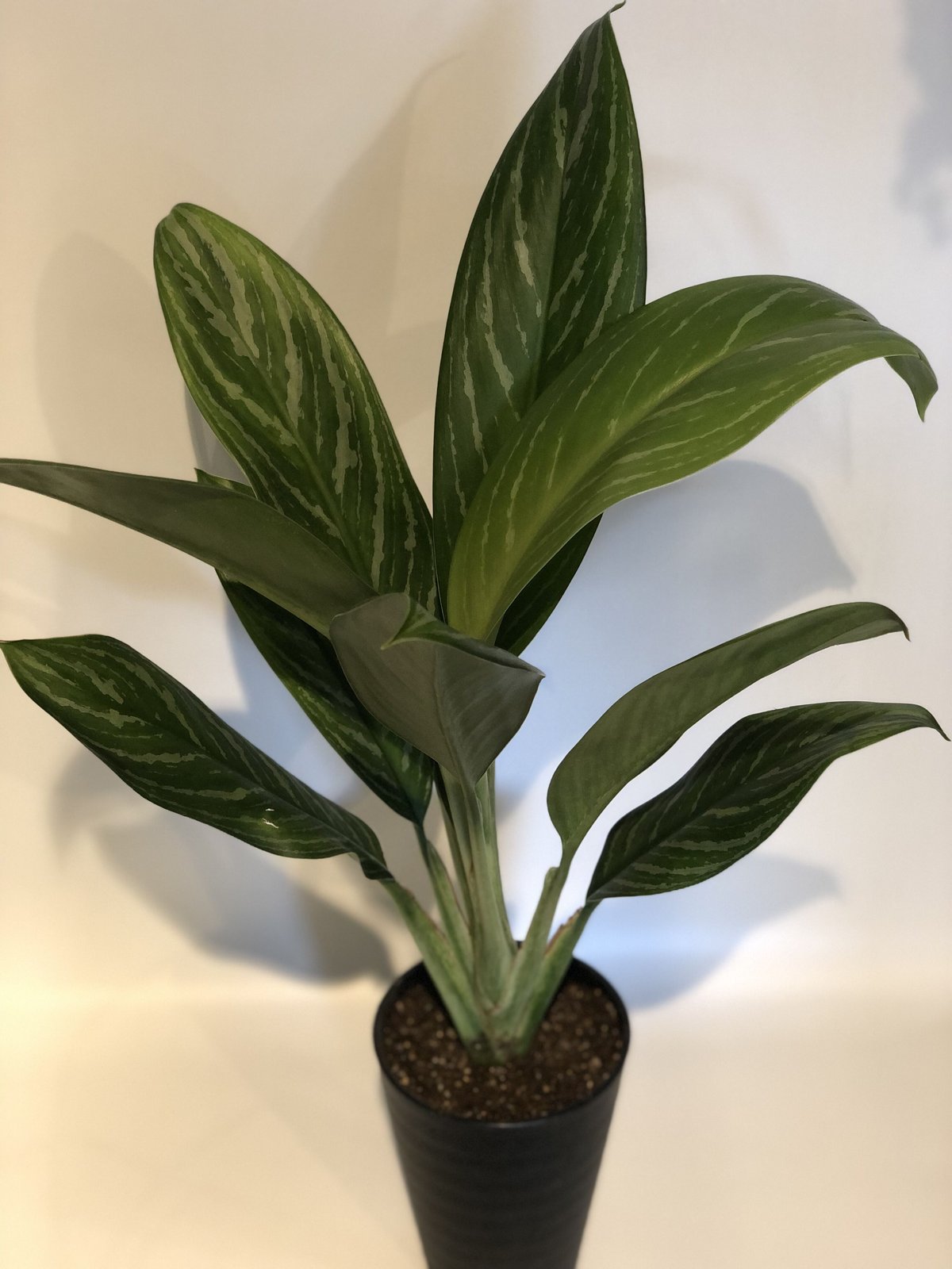 Aglaonema アグラオネマ ニティドゥム\r\n \