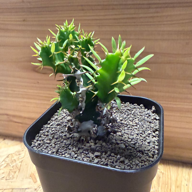 ユーフォルビア ムランジーナ | GREEN LUCK