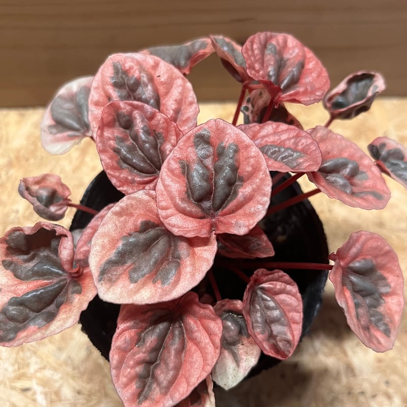 ペペロミア ストロベリークォーツ | GREEN LUCK