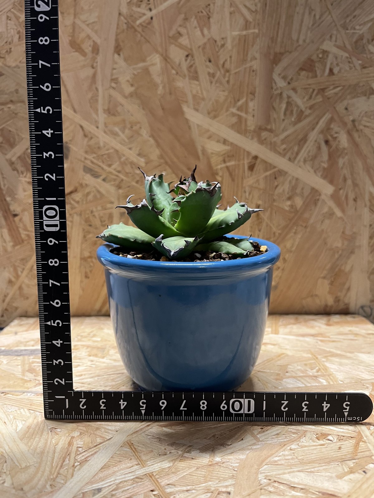 アガベ チタノタ　ブルー　鉢ごと アガベ チタノタ 農大 鉢ごと