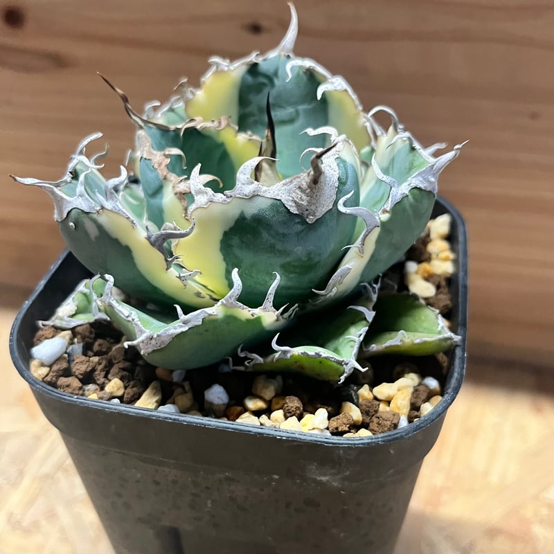 アガべ チタノタ '白鯨錦' | GREEN LUCK