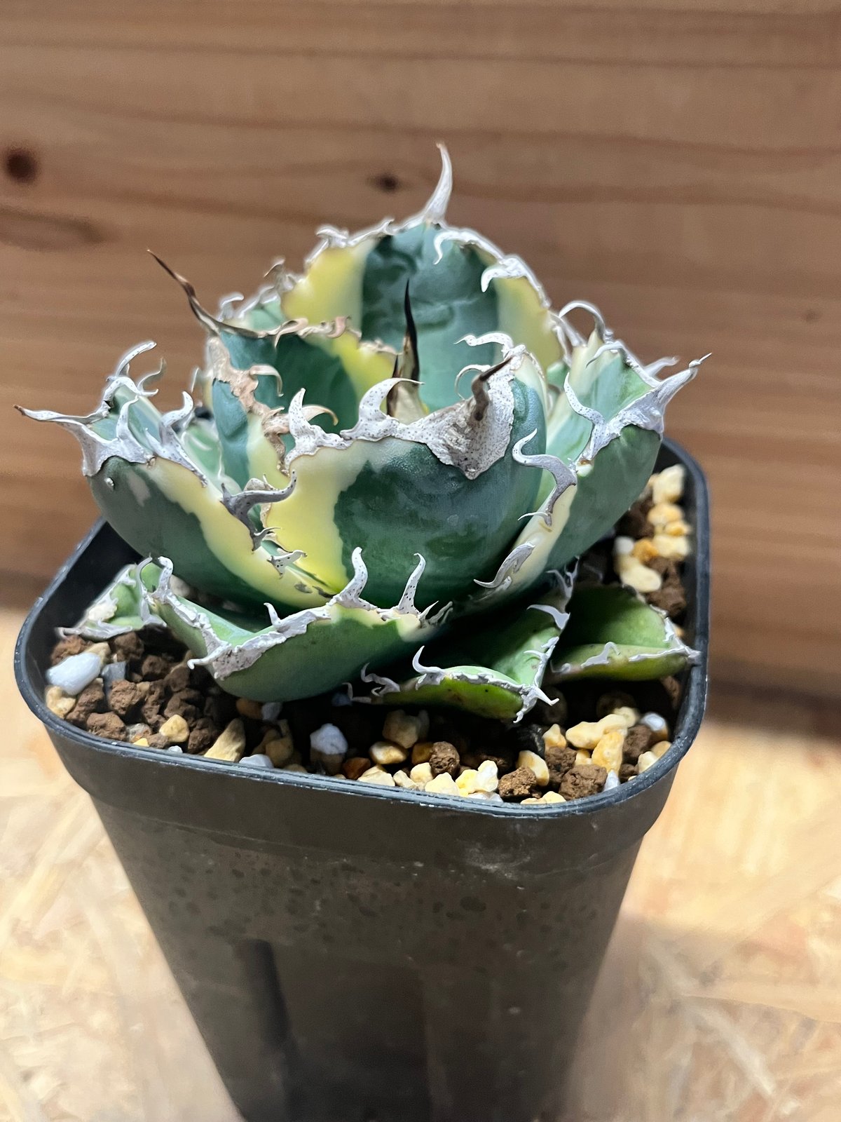 アガべ チタノタ '白鯨錦' | GREEN LUCK