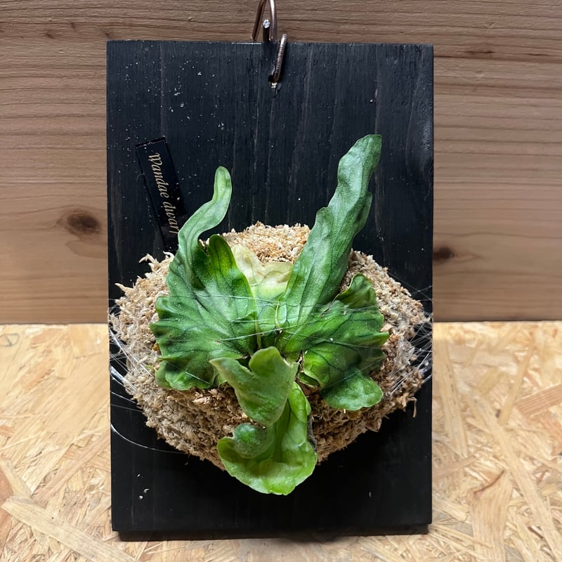 ビカクシダ ワンダエドワーフ | GREEN LUCK