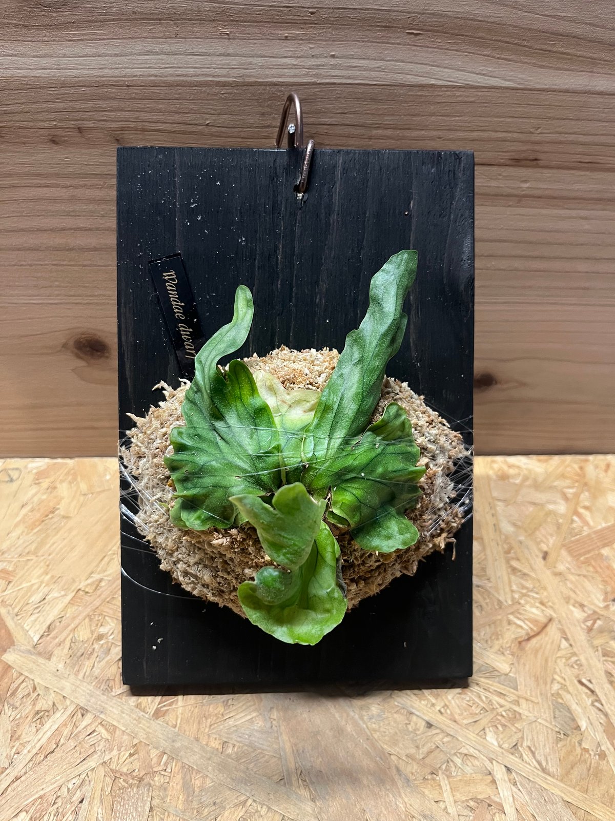 ビカクシダ ワンダエドワーフ コルク付き ビカクシダ ワンダエドワーフ | GREEN LUCK