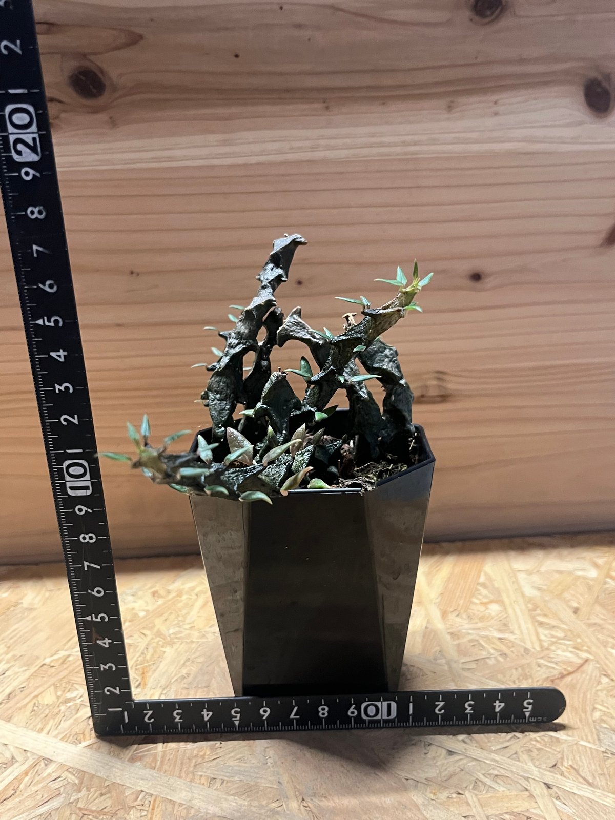 セロペギア ボッセリ 希少 珍奇 多肉植物 セロペギア ボッセリ | GREEN LUCK