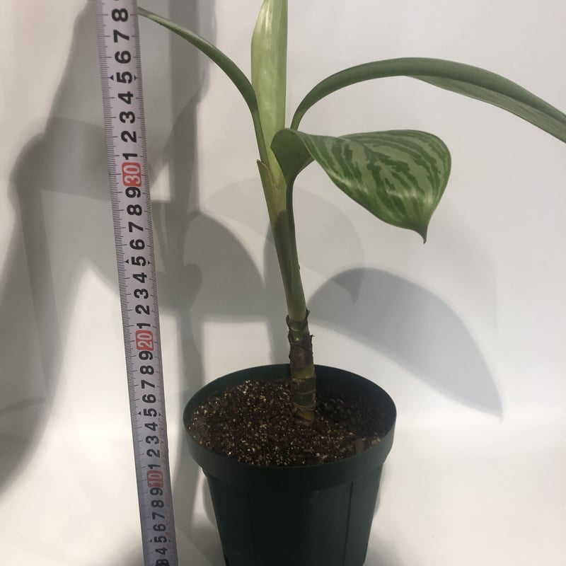 アグラオネマカーティシー　A 現品お届け】アグラオネマ ニティドゥム カーティシー Aglaonema