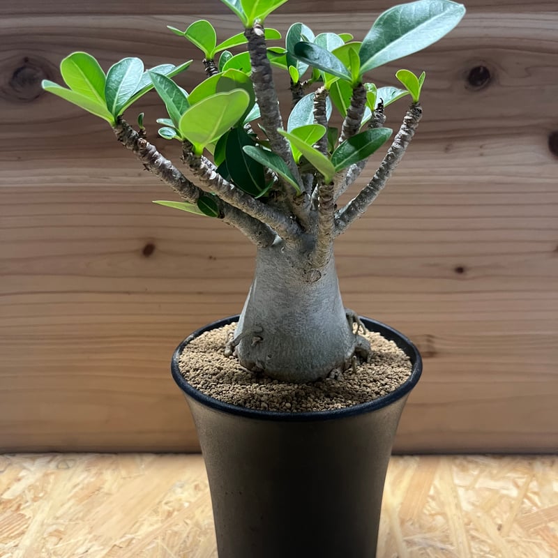 アデニウム アラビカム | GREEN LUCK