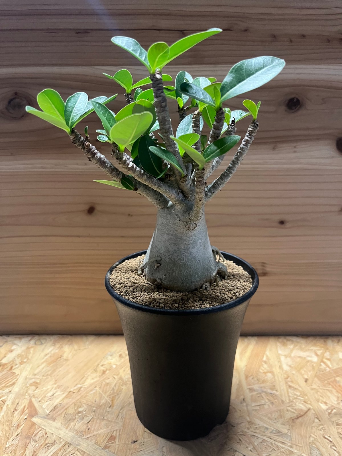 アデニアアラビカム　特大 アデニウム アラビカム（アラビクム）【572】 | PROTOLEAF