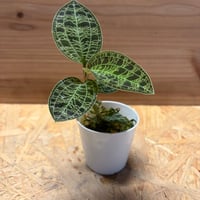 ジュエルオーキッド　マコデスペトラ