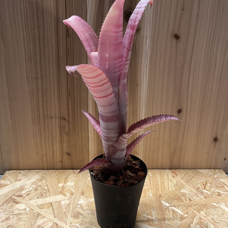 ビルベルギア ビッタータ | GREEN LUCK