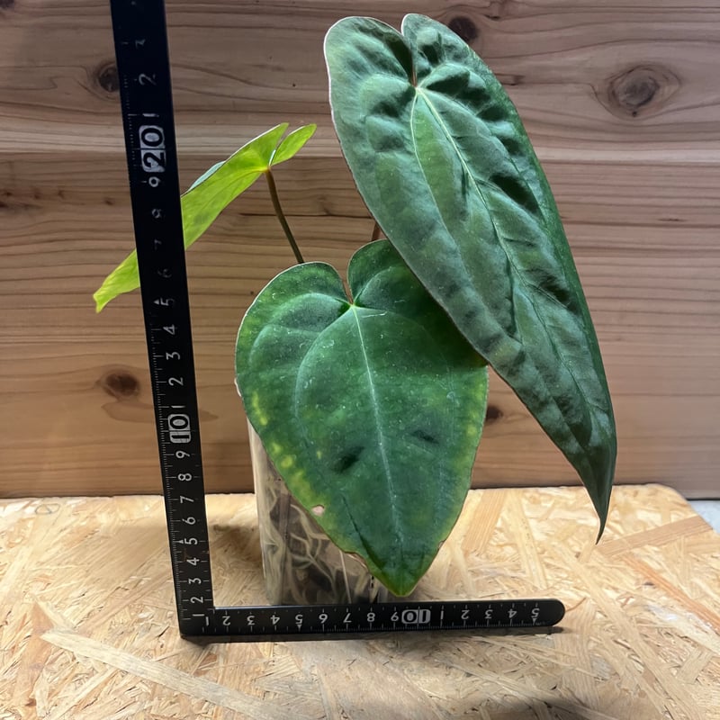 アンスリウム NO ID | GREEN LUCK