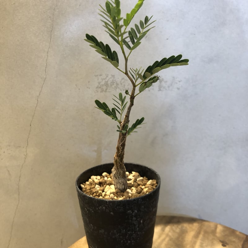 センナ メリディオナリス実生 | GREEN LUCK