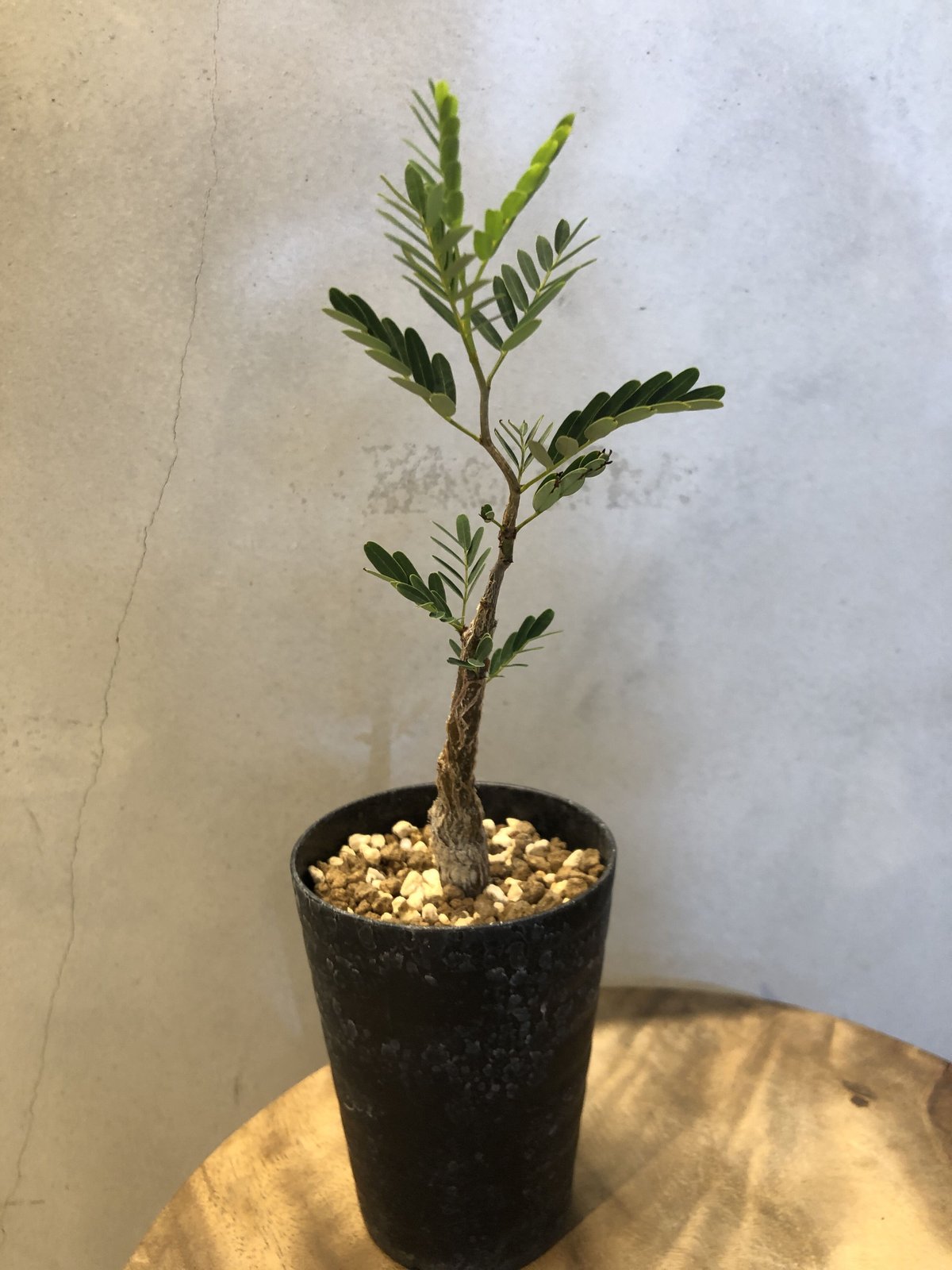 センナ メリディオナリス実生 | GREEN LUCK