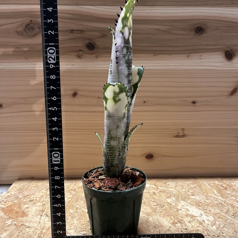 ビルベルギア ドミンゴス マルティンス | GREEN LUCK