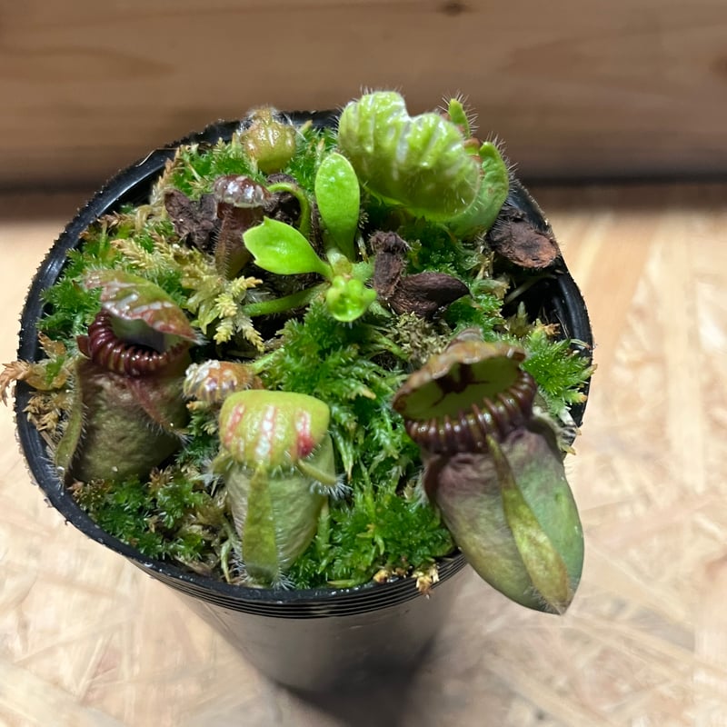 その他観葉植物 cephalotus follicularis Donnelly  DP] Cephalotus follicularis UC Davis (Predatory Plants, US