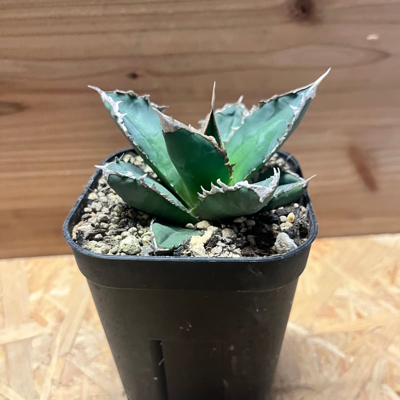 アガベ チタノタ '浪人' | GREEN LUCK