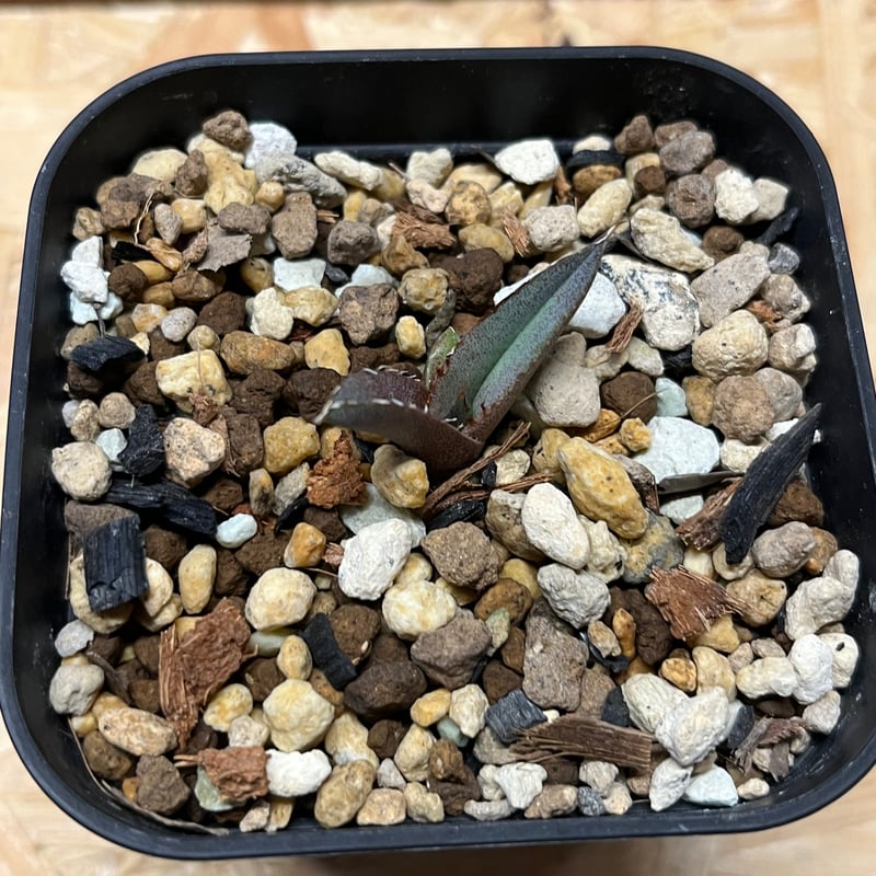 アガベ チタノタ 黒羽毛 Black Feather | GREEN LUCK