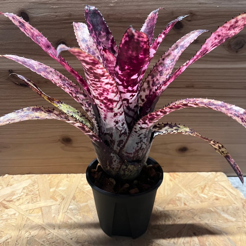 エクメア オーランディアナ レインボー | GREEN LUCK