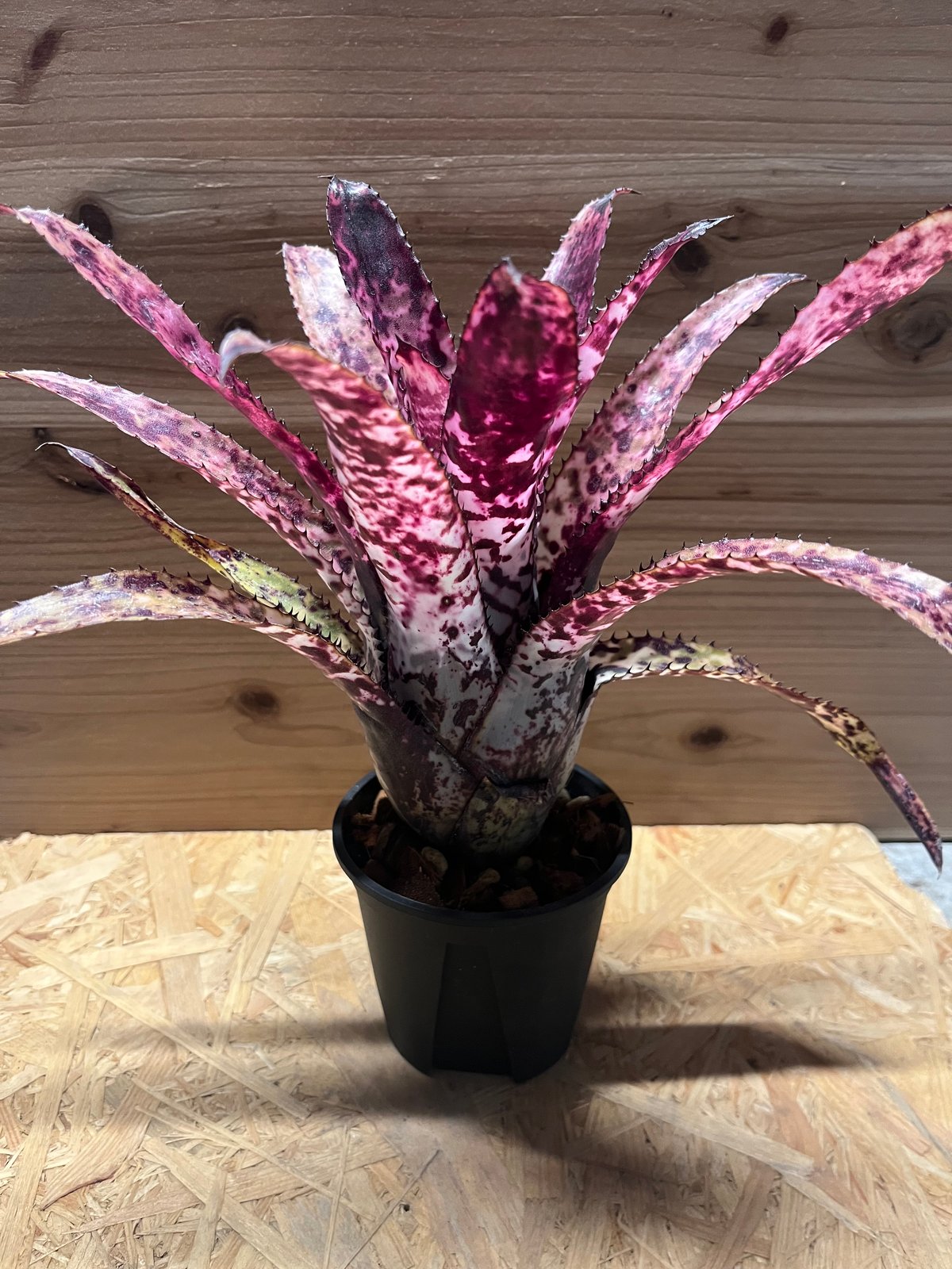 エクメア　エグレリアナ 現品】エクメア・エグレリアナ Aechmea egleriana - Frontier Plants