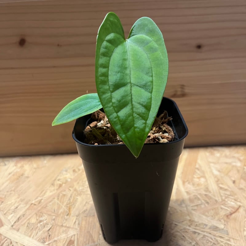 64 アンスリウム　パピリラミナムFS×ダークママ アンスリウム パピリラミナム×ダークママ