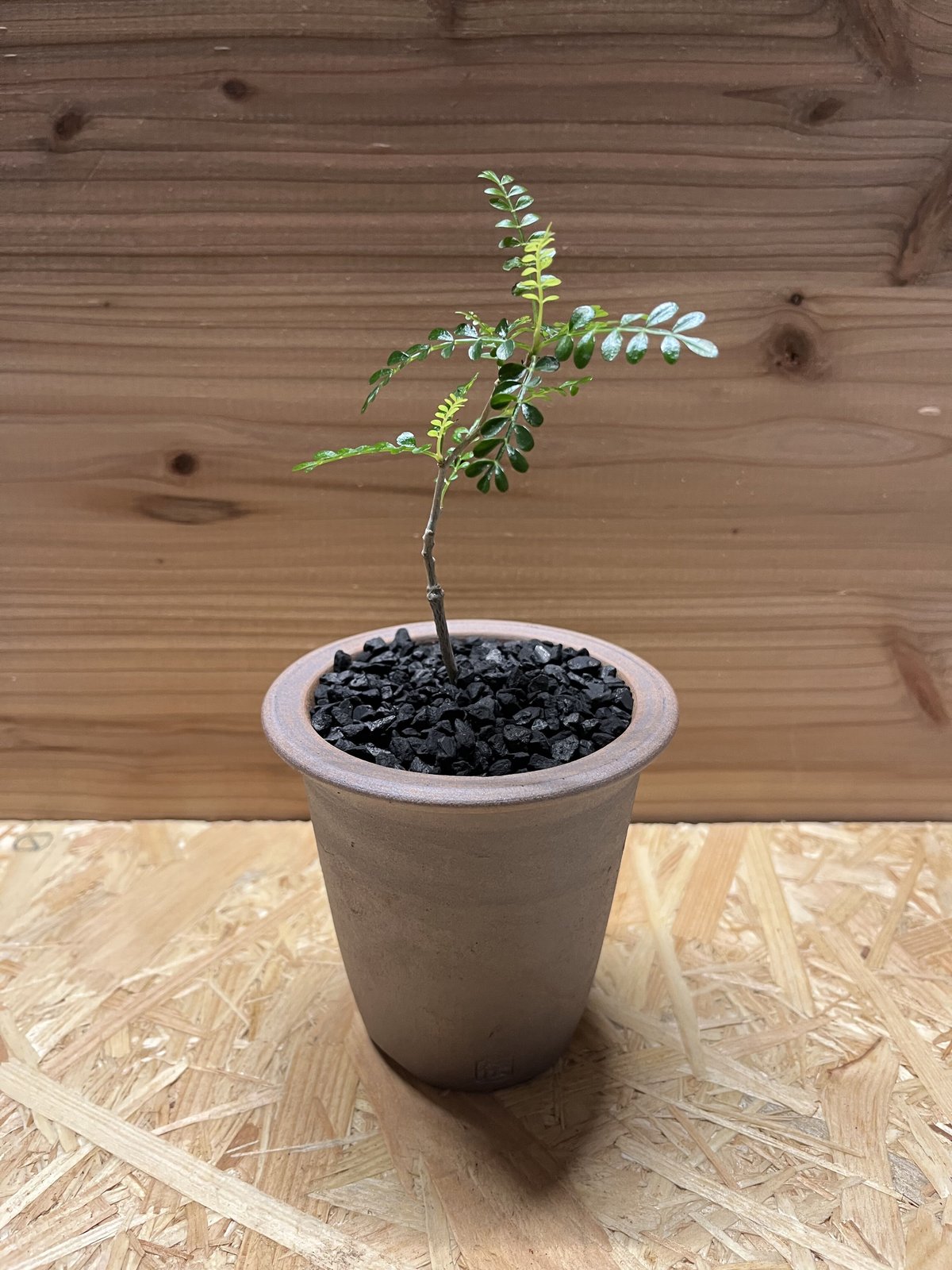 オペルクリカリア パキプス×伝市鉢 | GREEN LUCK