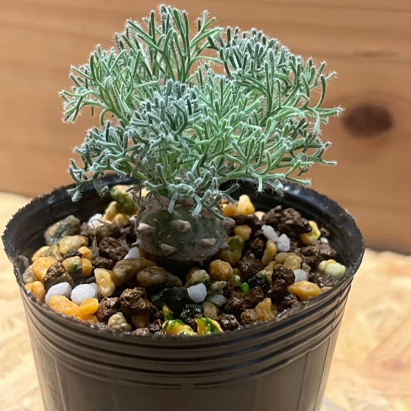 モンソニア ペニクリナム M.peniculinum 美株 モンソニア ペニクリナム | GREEN LUCK