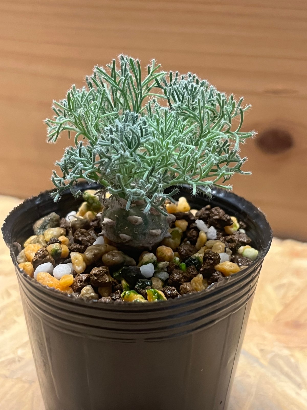 モンソニア ペニクリナム | GREEN LUCK